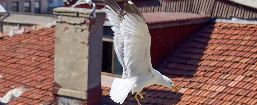 Residential Chimney Animal Removal Solution in Carrboro, NC